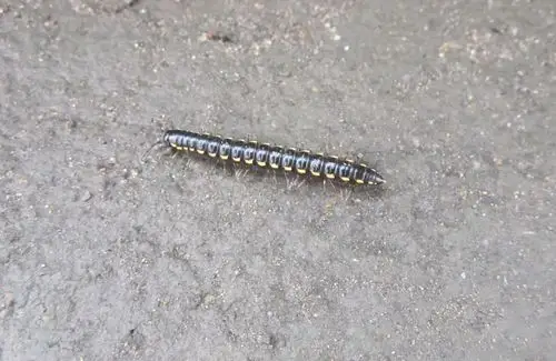 我们城市有很多樟树,每年春夏天时,马路边总会有这种小昆虫,是蜈蚣