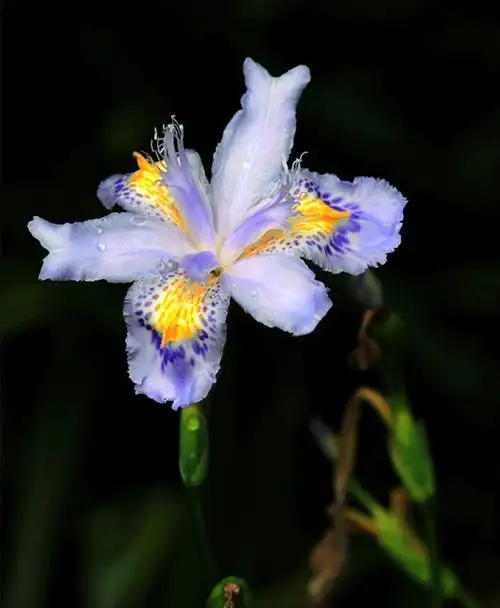 美丽的爱丽丝(又名鸢尾兰)