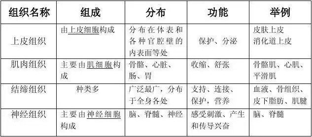 人体的四大基本组织