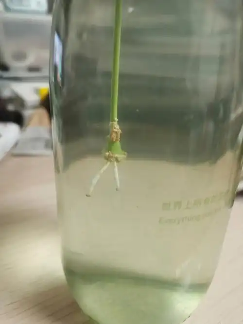 水培的发财树长根啦