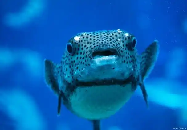 河豚的神秘面纱:隐藏的奥秘与冷知识