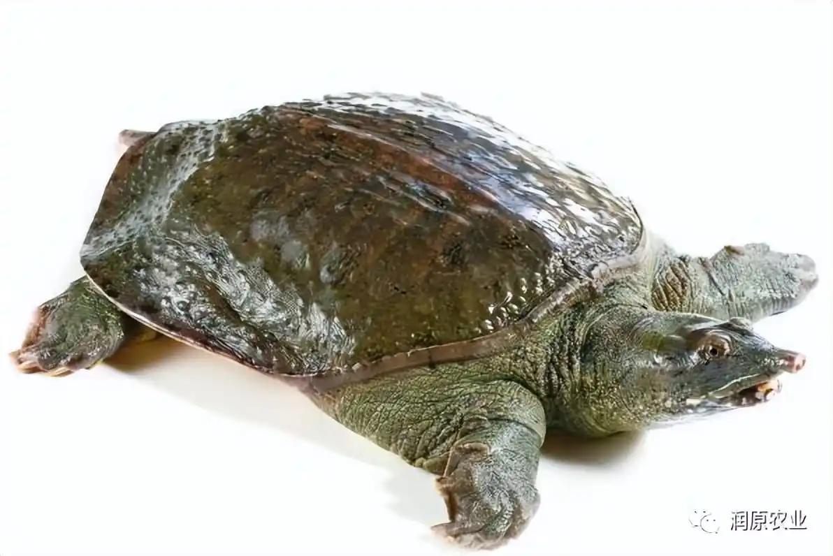 怎样挑选正宗的甲鱼,甲鱼如何挑选?四个窍门给你最高性价比 - 杰斯百