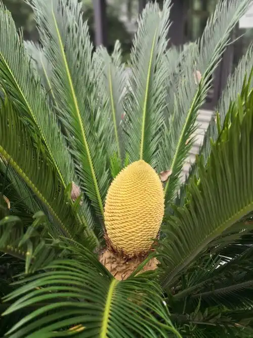 铁树银花镂金井,铜枝曾驻梨花蝶.