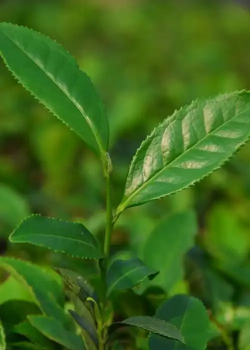 形似铁观音,香含兰花香,味带雪梨甜,这种小众乌龙茶您喝过吗?