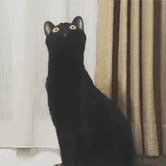 黑猫表情包长颈黑猫表情包图片沙雕黑猫gif动态表情包