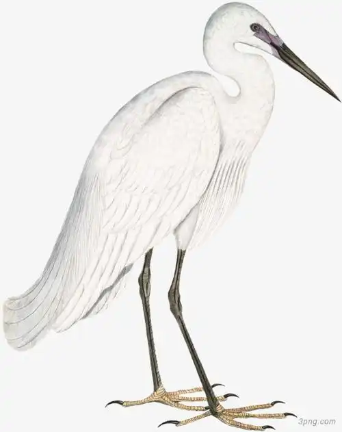 手绘白鹭png素材透明免抠图片卡通手绘
