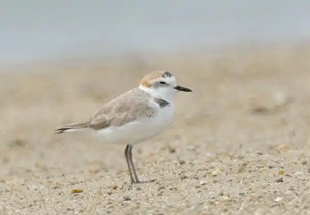 plover 鸻形目(charadriiformes鸻科(charadriidae)鸻属(charadrius)