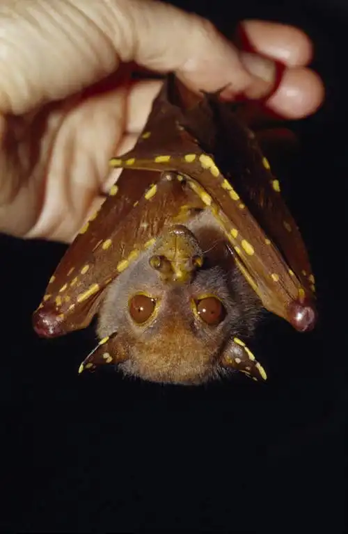 西方人,手,一个人,竖图,室内,特写,白天,正面,蝙蝠,野生动物,欧洲