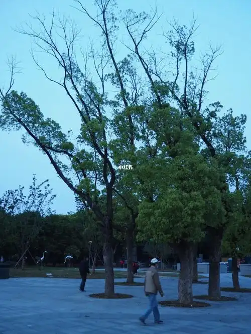 大象滑梯位于在白鹤社区内的小公园,在白鹤邮政对面.