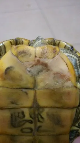 巴西龟白眼 腐皮 腐甲 治疗对吗?