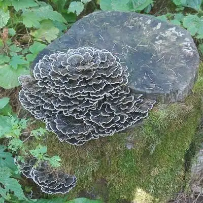 试用活动:东北野生云芝 云灵芝  保肝抗癌