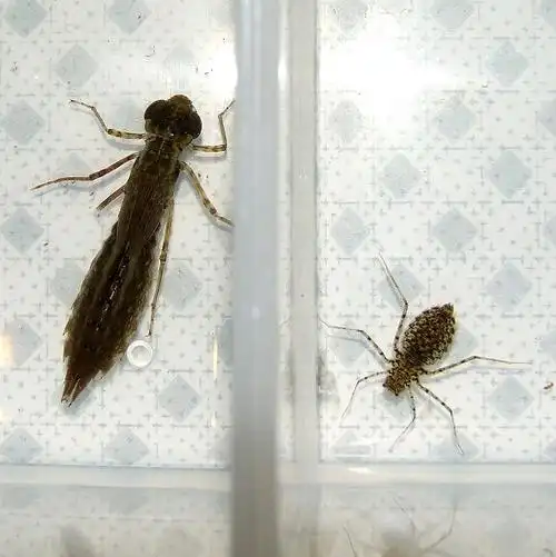 蜻蜓的幼虫是咋样的?