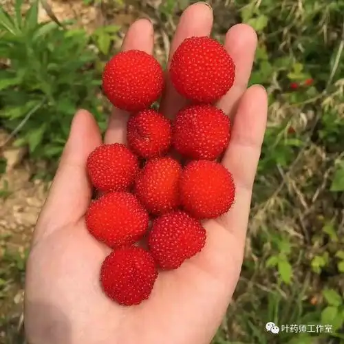 广西板蓝根冲剂联盟,"叶药师工作室"带你科普野果知识