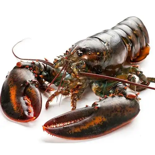 波龙鲜活加拿大2斤一只龙虾波斯顿活鲜水产奥龙活虾