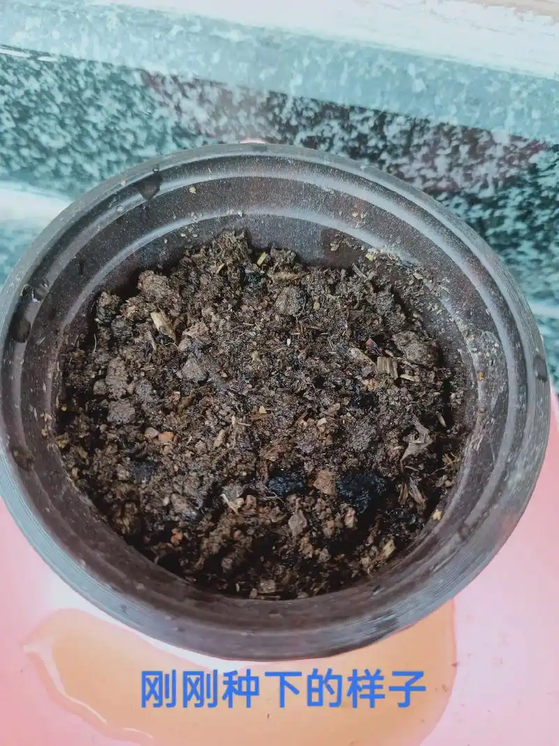 儿子拿回来的五彩石竹都发芽了看春天的样子