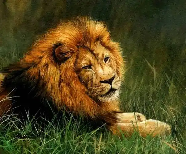 动物狮子油画:威风凛凛,王者霸气_david_雄狮_绘画