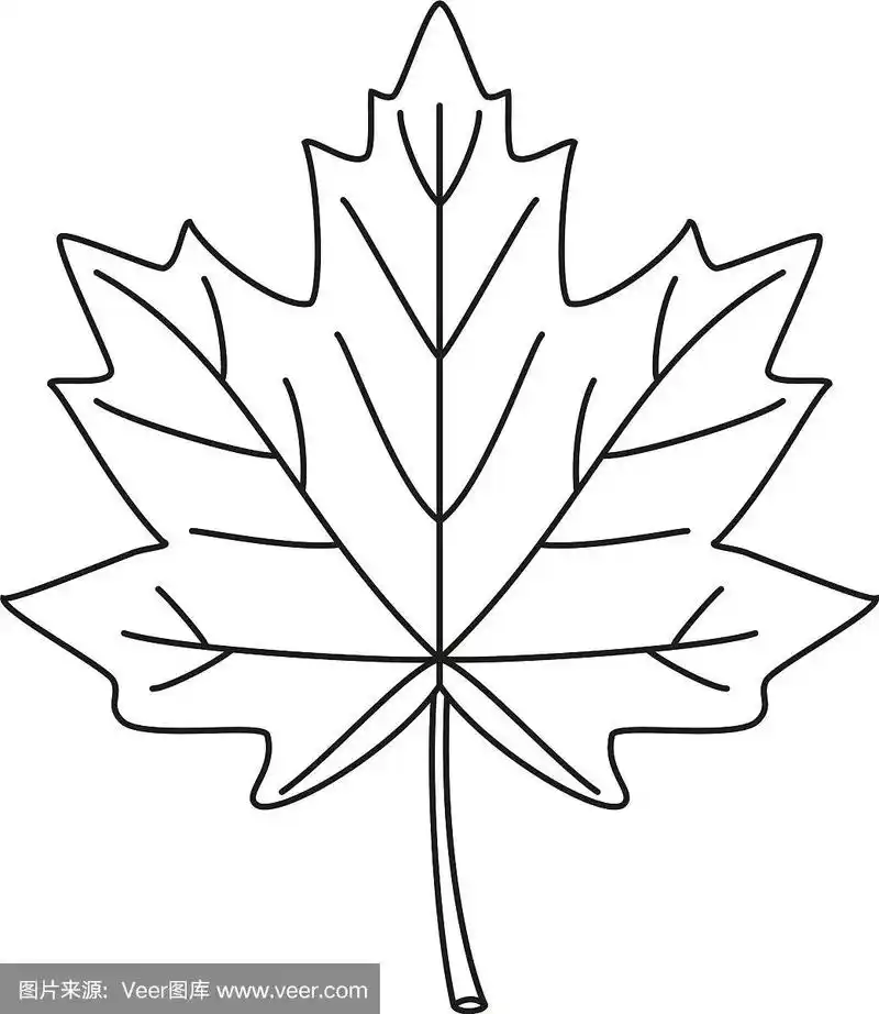 线条艺术黑白枫叶
