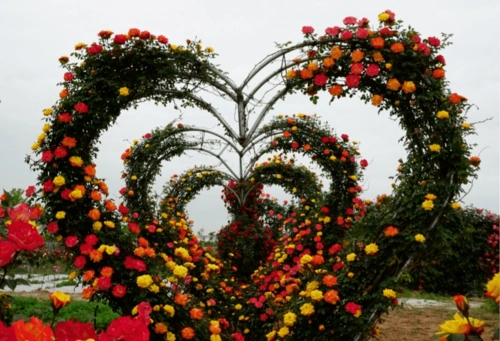 游玩即墨这片夏日限定玫瑰花海惊艳上线