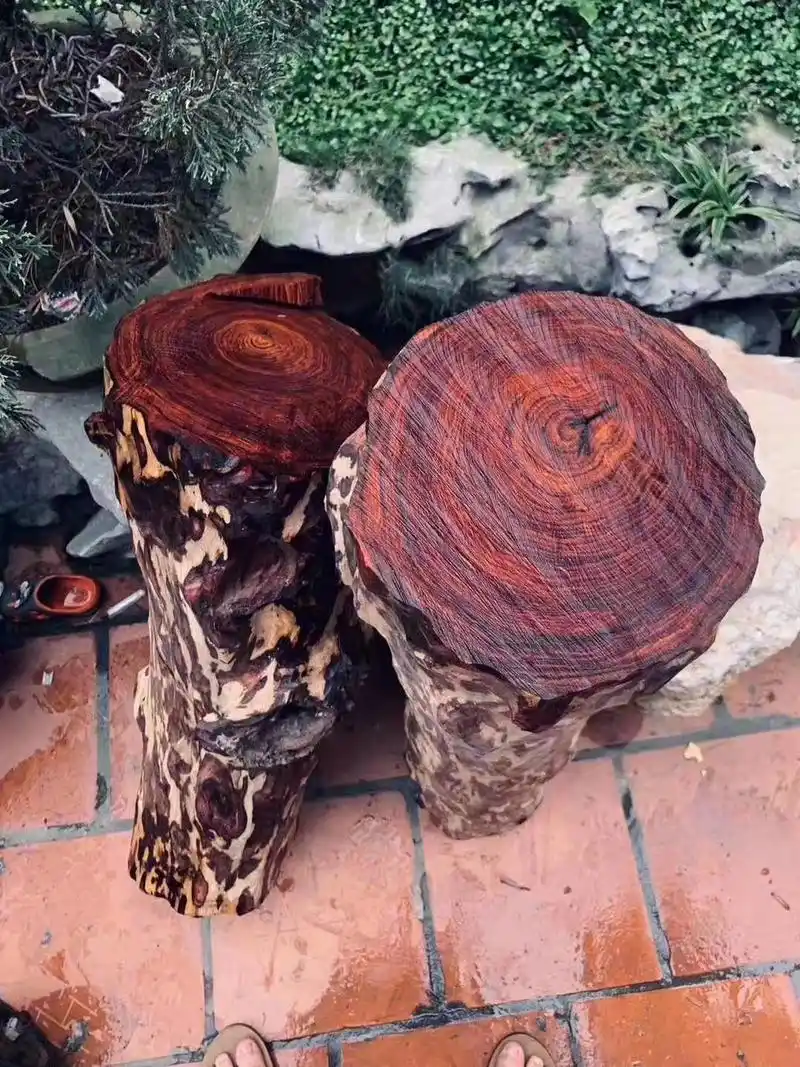 难得一见的越南黄花梨老料原木,纹路漂亮油性高