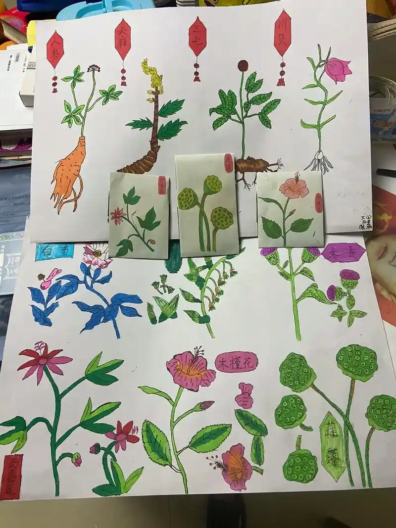 成果展示 小果儿的作品《中草药绘画》 - 抖音