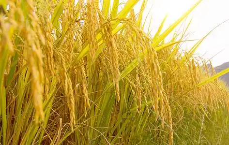 秋收秋天丰收季节金黄的稻穗特写摄影图配图