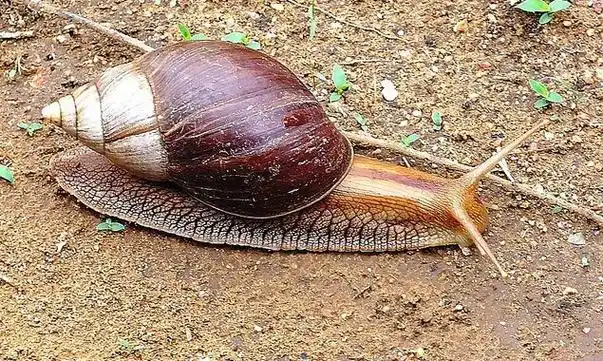 p>非洲大蜗牛(学名: i>achatina fulica /i>):是中大型的陆栖 a