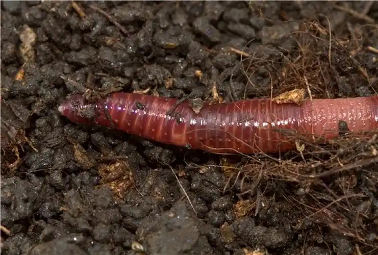 蚯蚓图片_蚯蚓高清图片_全景视觉
