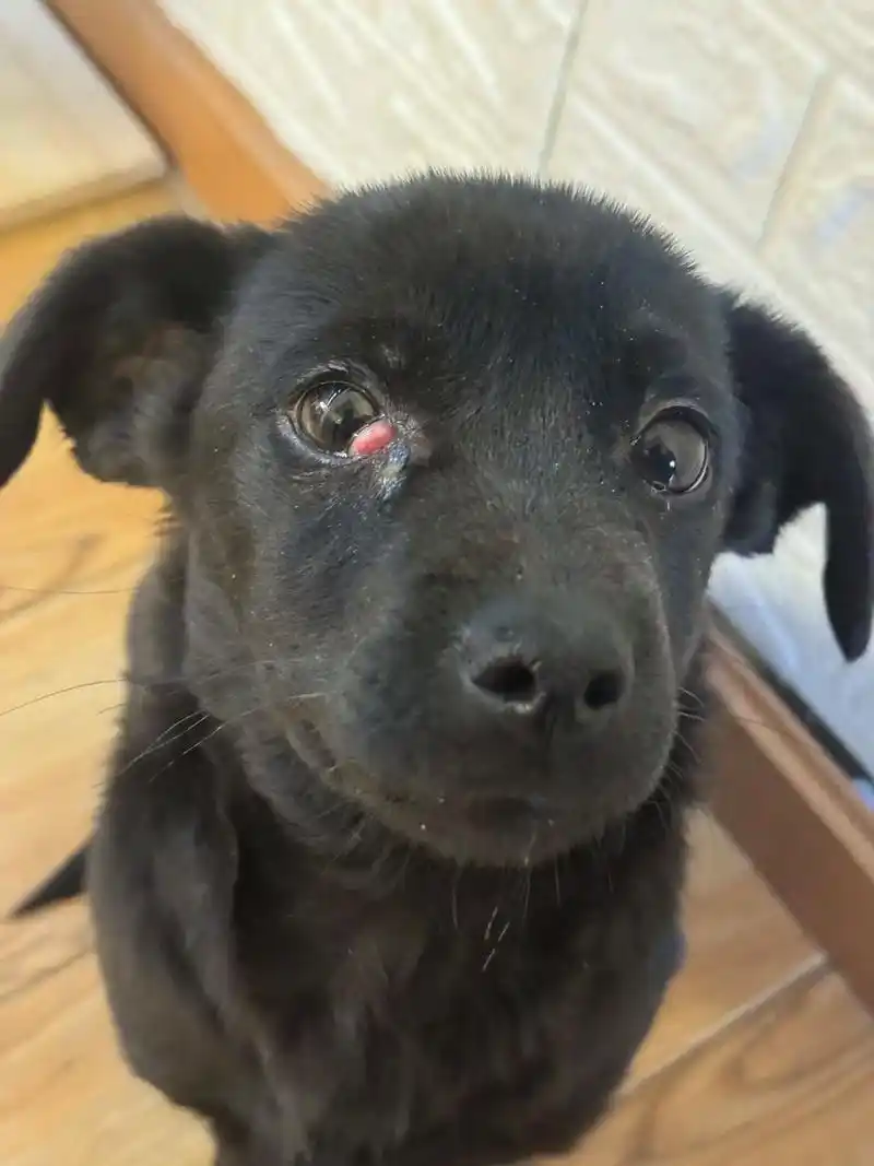 狗狗长眼角息肉了.