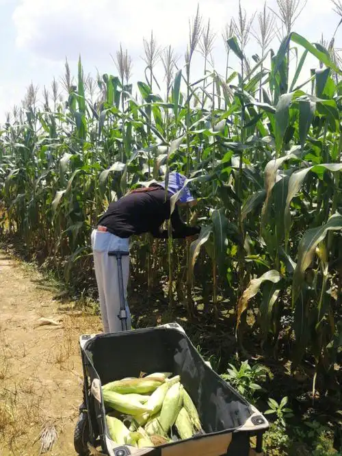 摘玉米