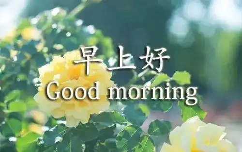 原创朋友圈特漂亮的早上好问候图片鲜花带字早安问语祝福说说句子