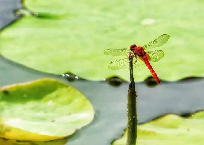 一片风光谁画得,红蜻蜓点绿荷心.