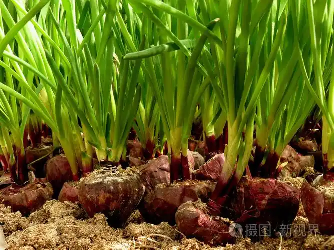 生长在温室里的绿色洋葱