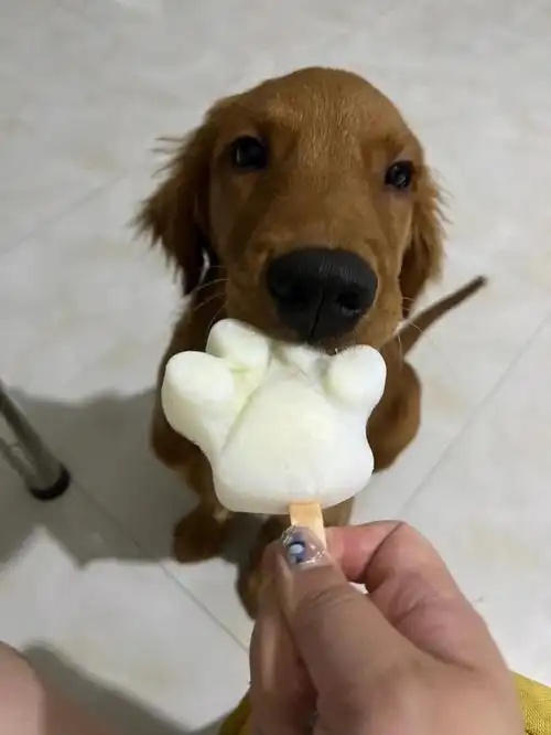 吃冰棍儿的小鸡毛02