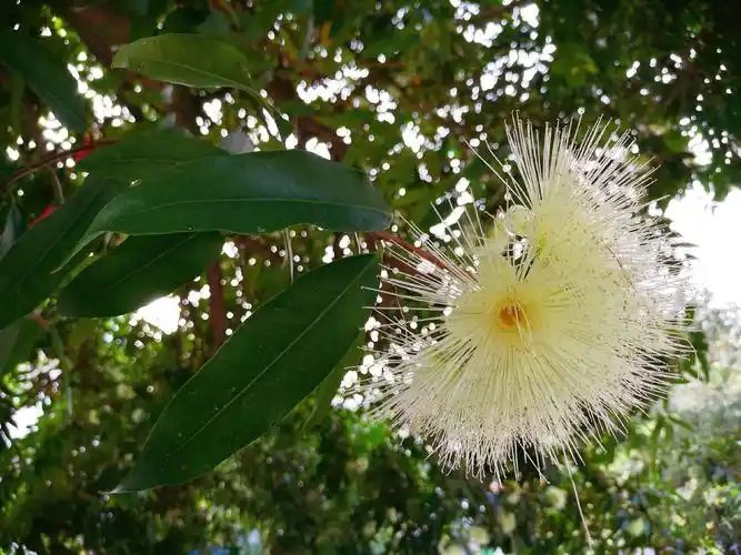 待到春暖人艳时,满城蒲桃尽开花.