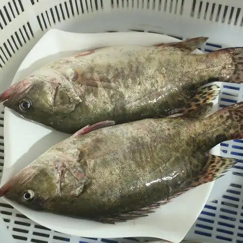 生态新鲜淡水野生鳜鱼桂鱼新鲜活桂花鱼季花鱼鳌花鱼500g活鱼现杀