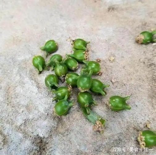 所以艾树盆景的人会采摘杨树果实.