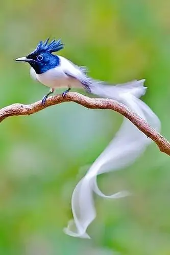 全世界最罕见的鸟百看不厌.