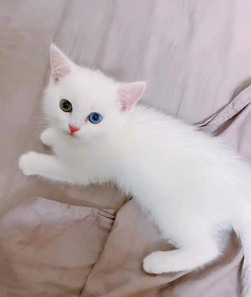 异瞳的猫好看吧 但其实好看的背后也很可怜 异瞳的猫好看吧 但其实