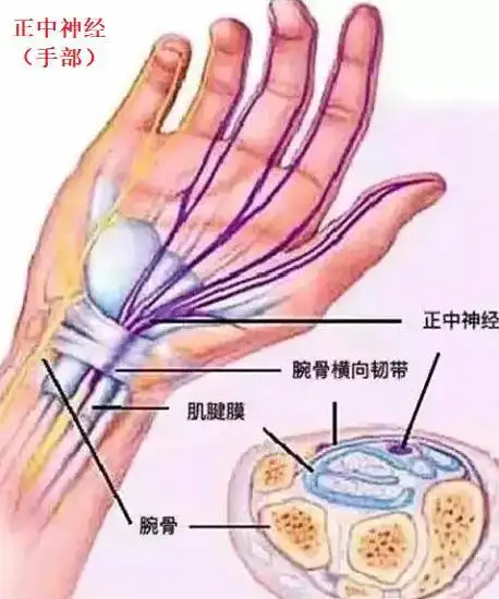 手部神经(正中神经)的分布