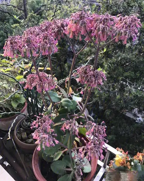 落地生根的开花的时候