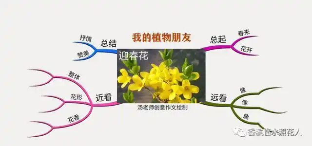 「思维导图"画"作文—我们眼中的缤纷世界」我的植物—桃花 十三_网易