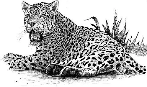 帅气的美洲虎简笔画