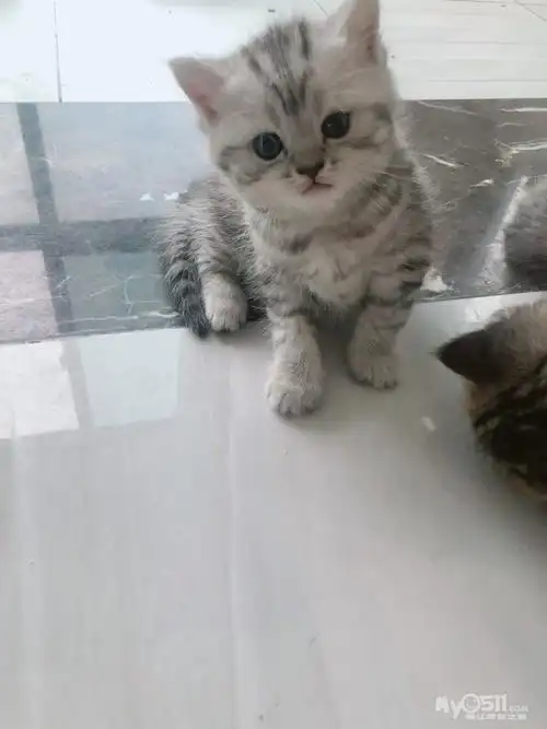 渐层鱼骨纹加白 - 猫狗总动员 - 梦溪论坛 镇江,时事,招聘,求职,社区