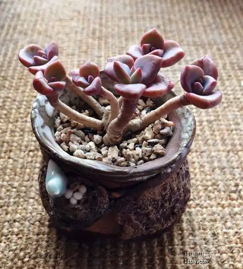 昨晚上的盆 小叶彩虹糖 老桩