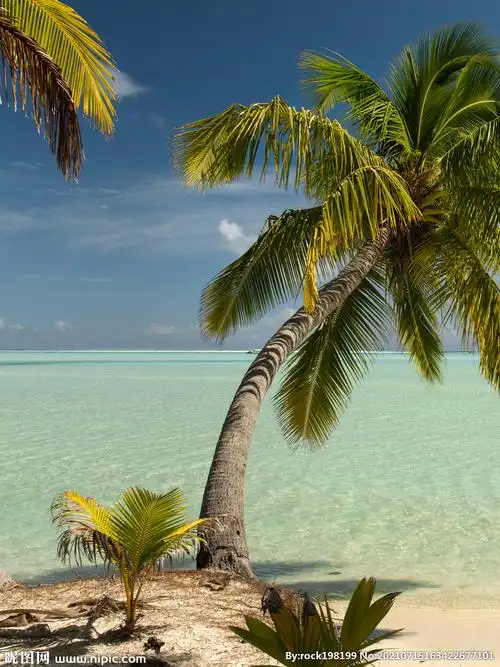 椰子树 海景摄影图__山水风景_自然景观_摄影图库_昵图网nipic.com