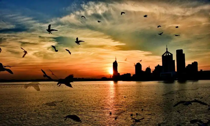 青岛海鸥迎新年