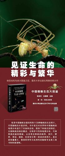 蜘蛛生态图鉴昆虫正版百科科普读物图片1139种种类生命科学