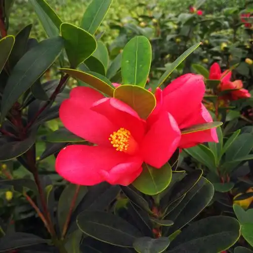 四季杜鹃红山山茶花盆栽树苗庭院阳台绿植花卉行道树