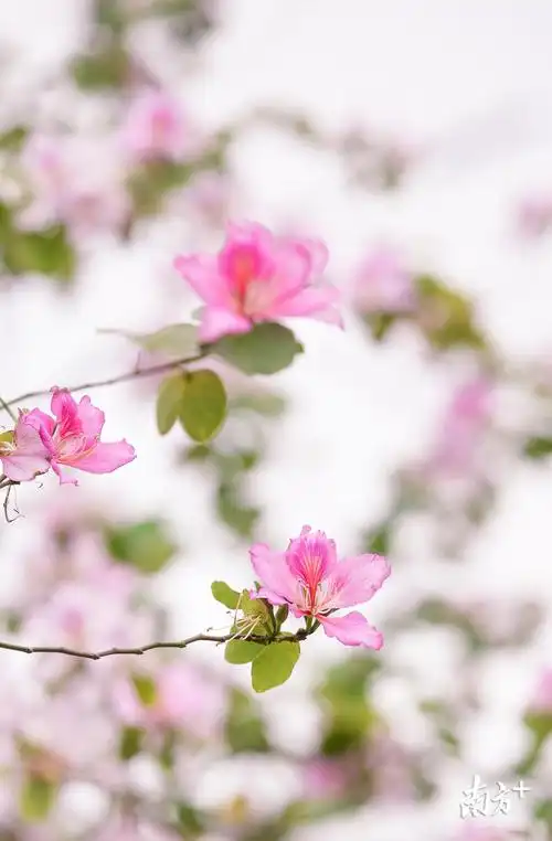 图集这条路上的洋紫荆开好了满足你的粉色浪漫少女心