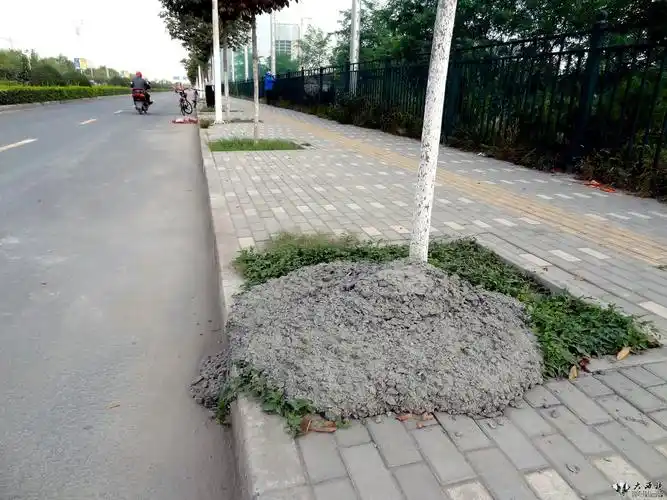 水泥道树坑